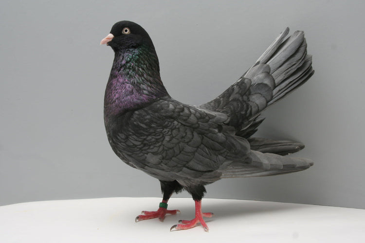 ROLLER PIGEONS