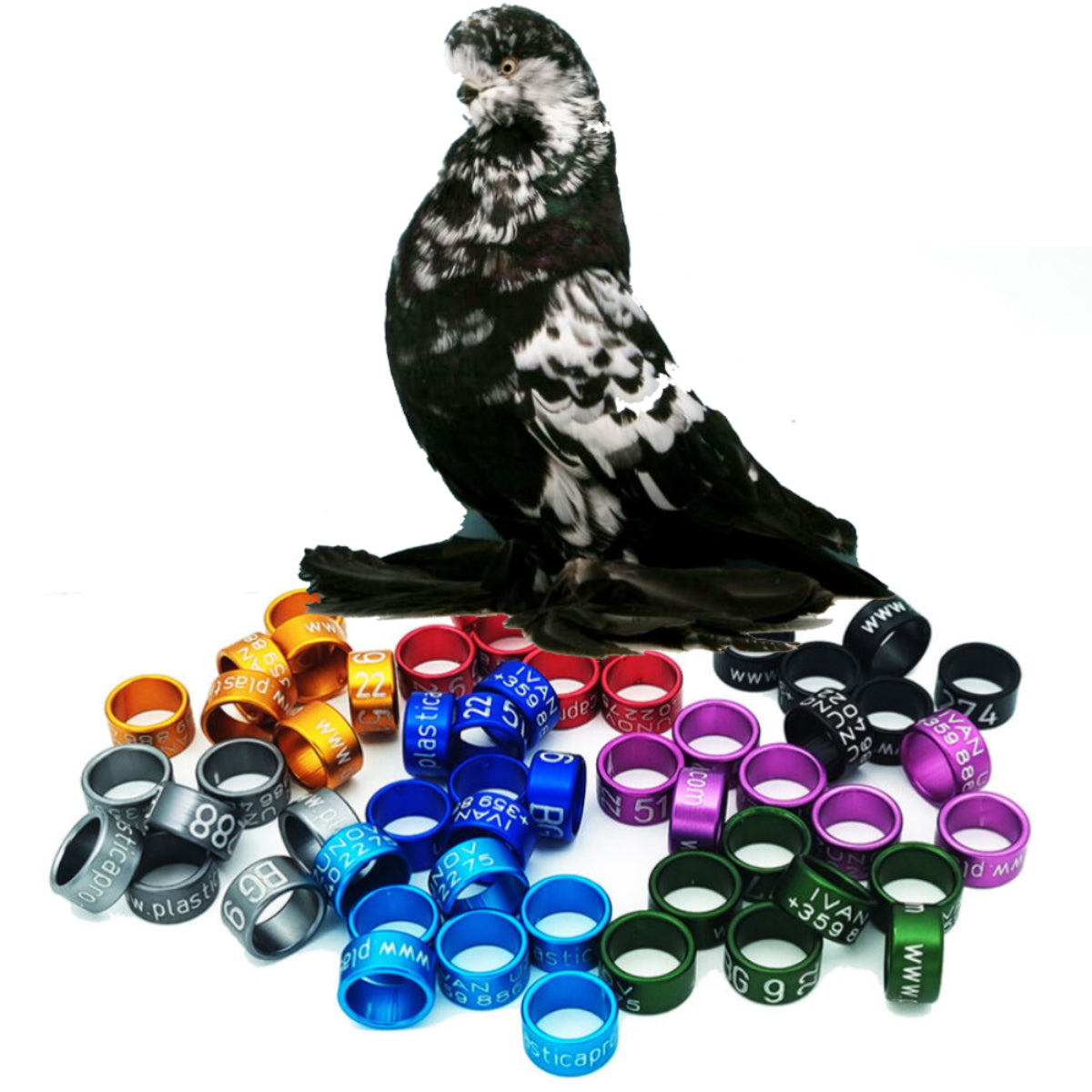 Personalized Leg Bands for English Tumbler Pigeons Custom Pigeon Rings