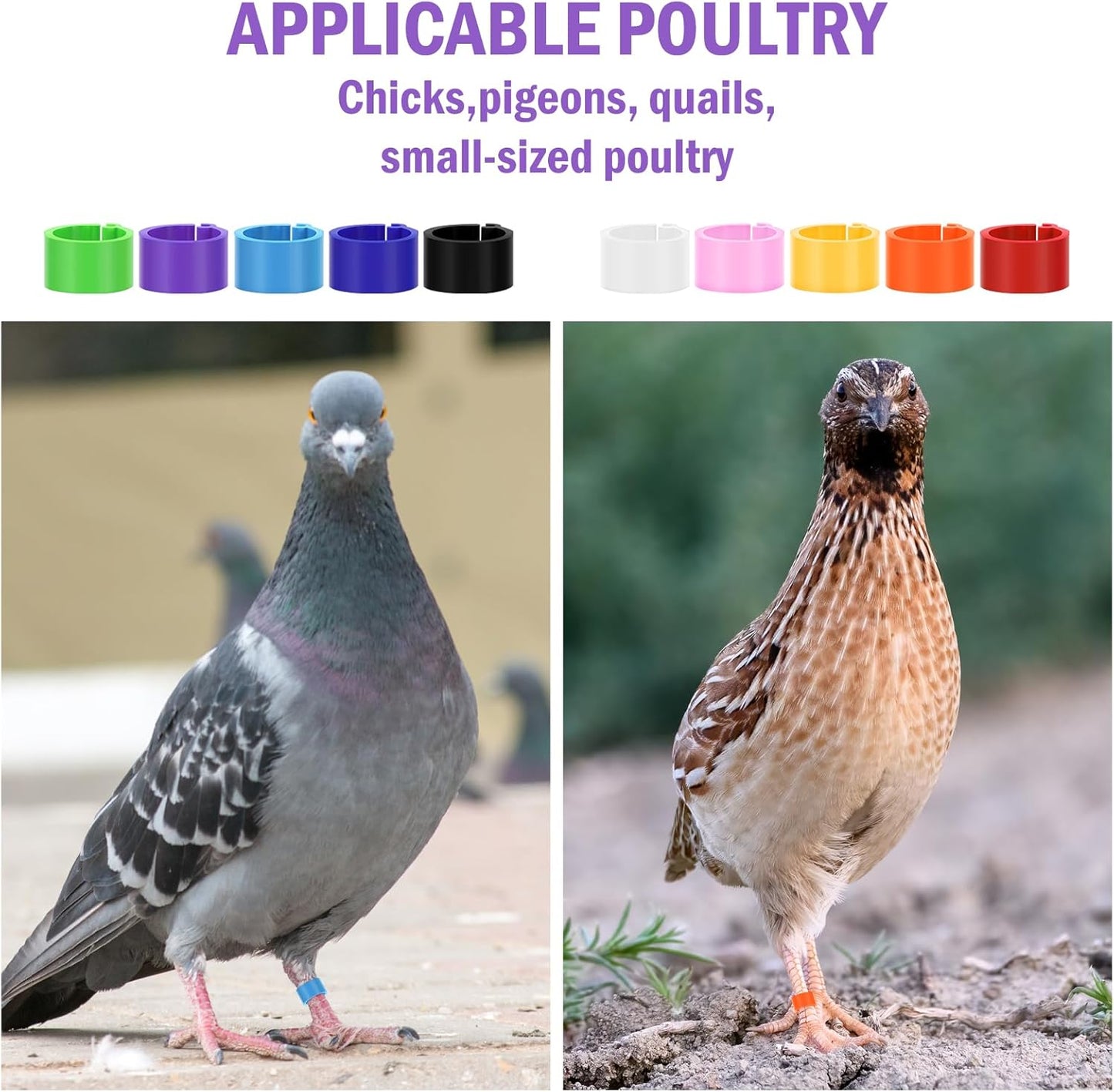 Personalized Open Plastic Pigeon Leg Bands, Custom Pigeon Open Leg Rings, Bulk Pigeon Open Clips