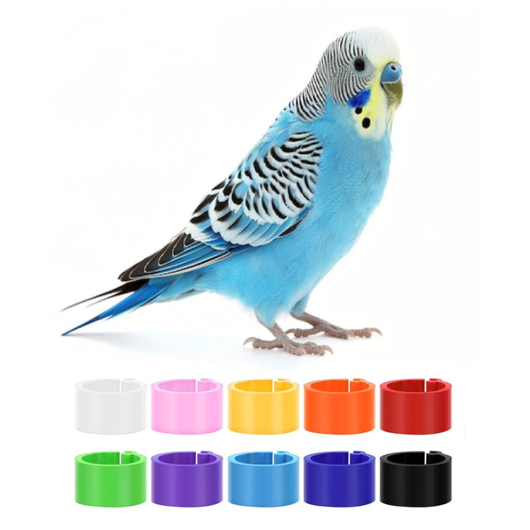 Budgerigar Leg Bands