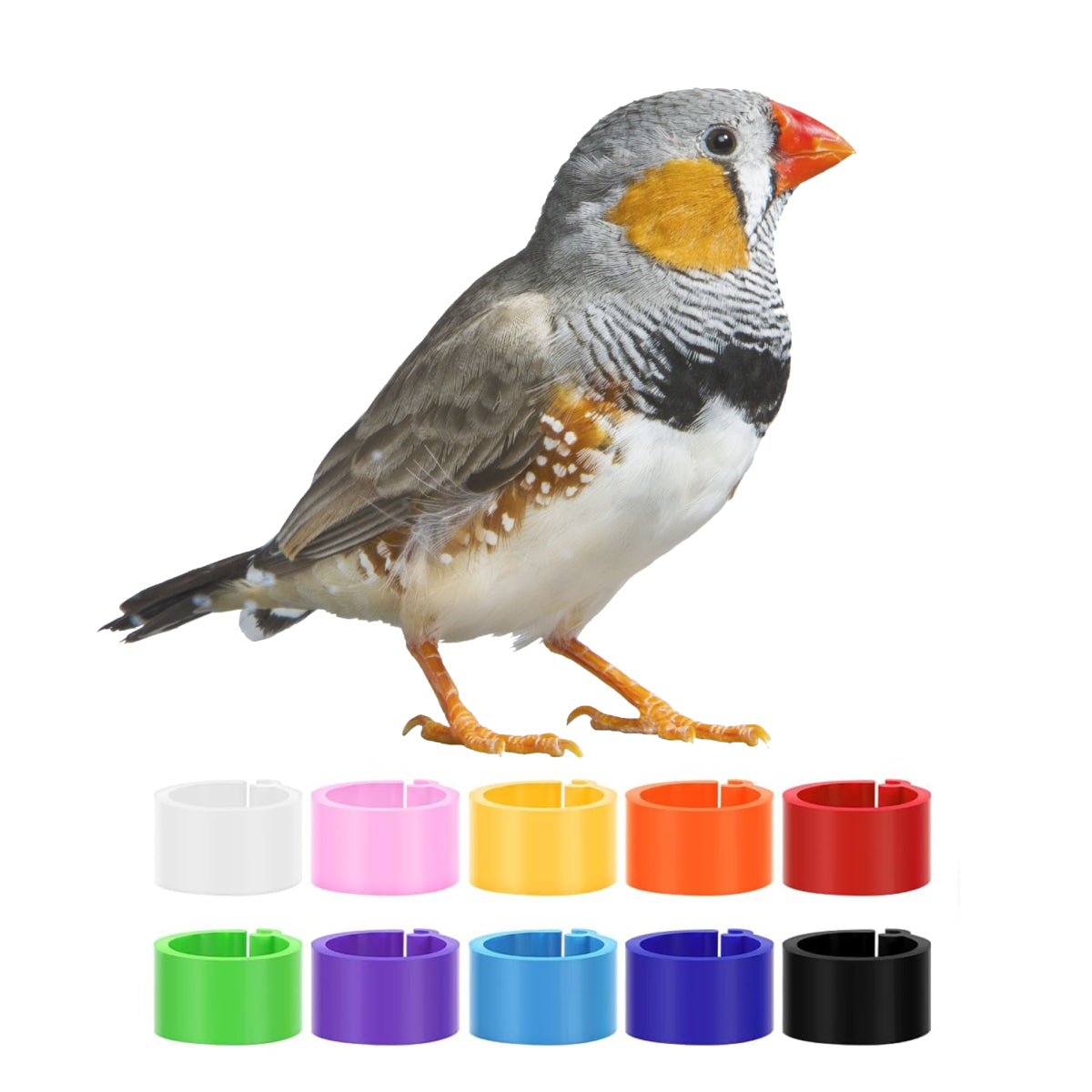 Finch Leg Bands