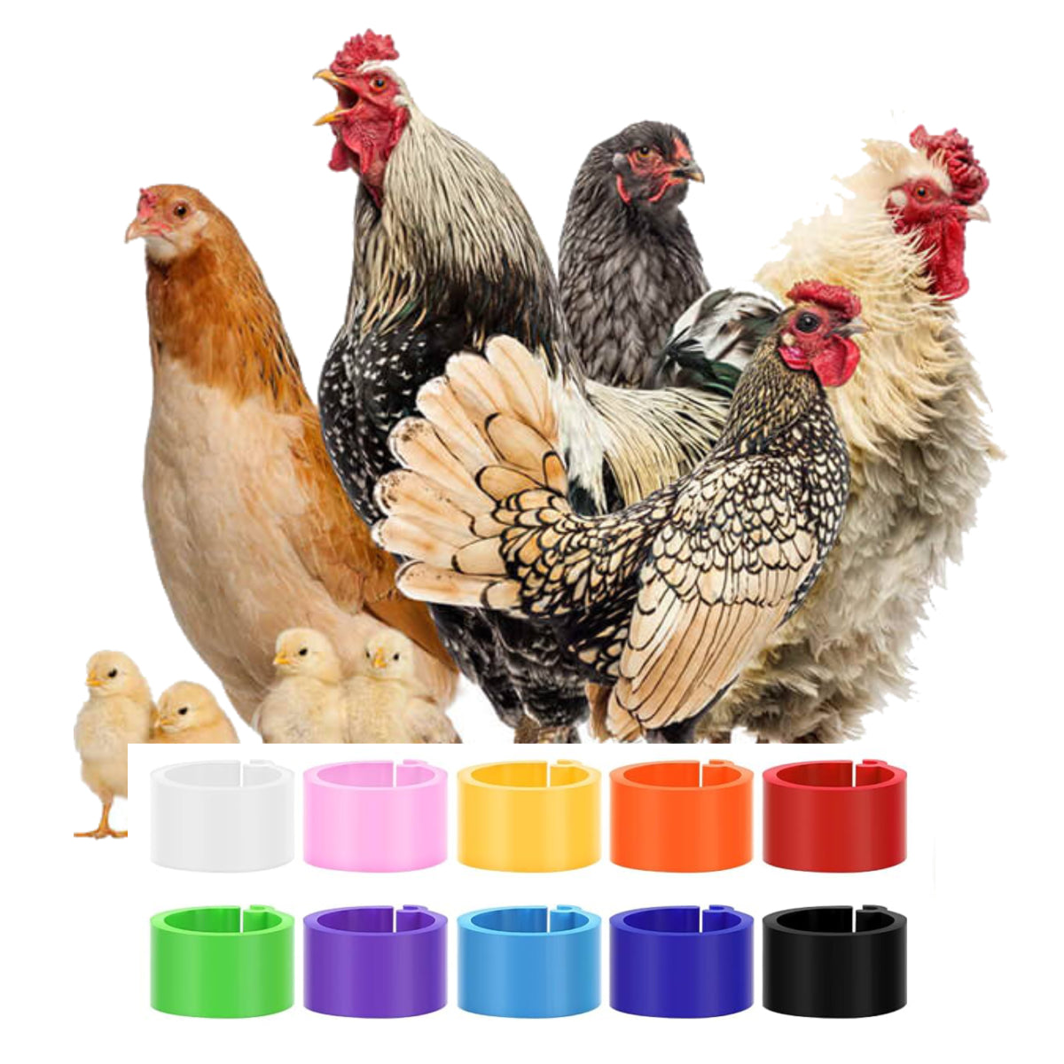 Poultry Leg Bands