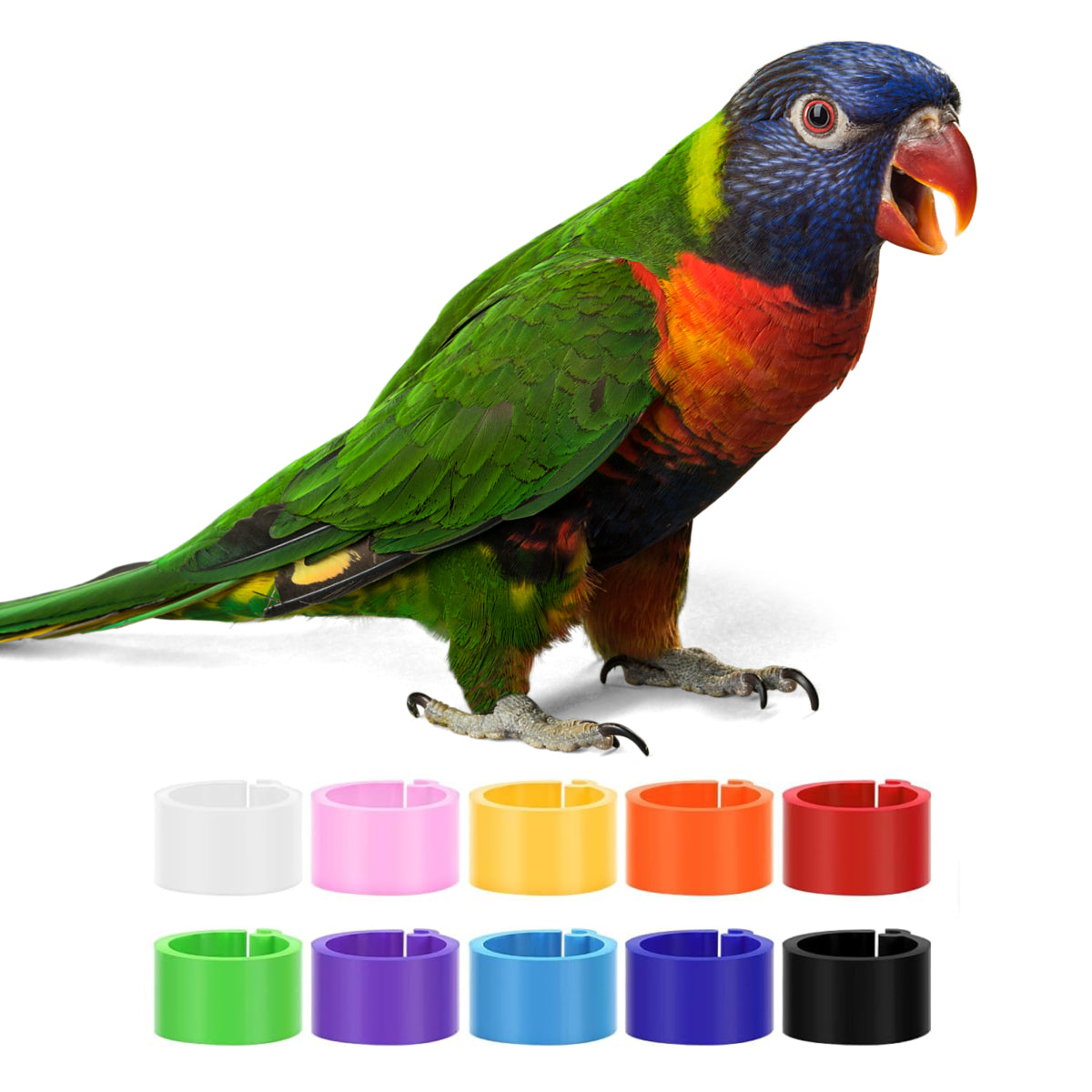 Lorikeet Leg Bands