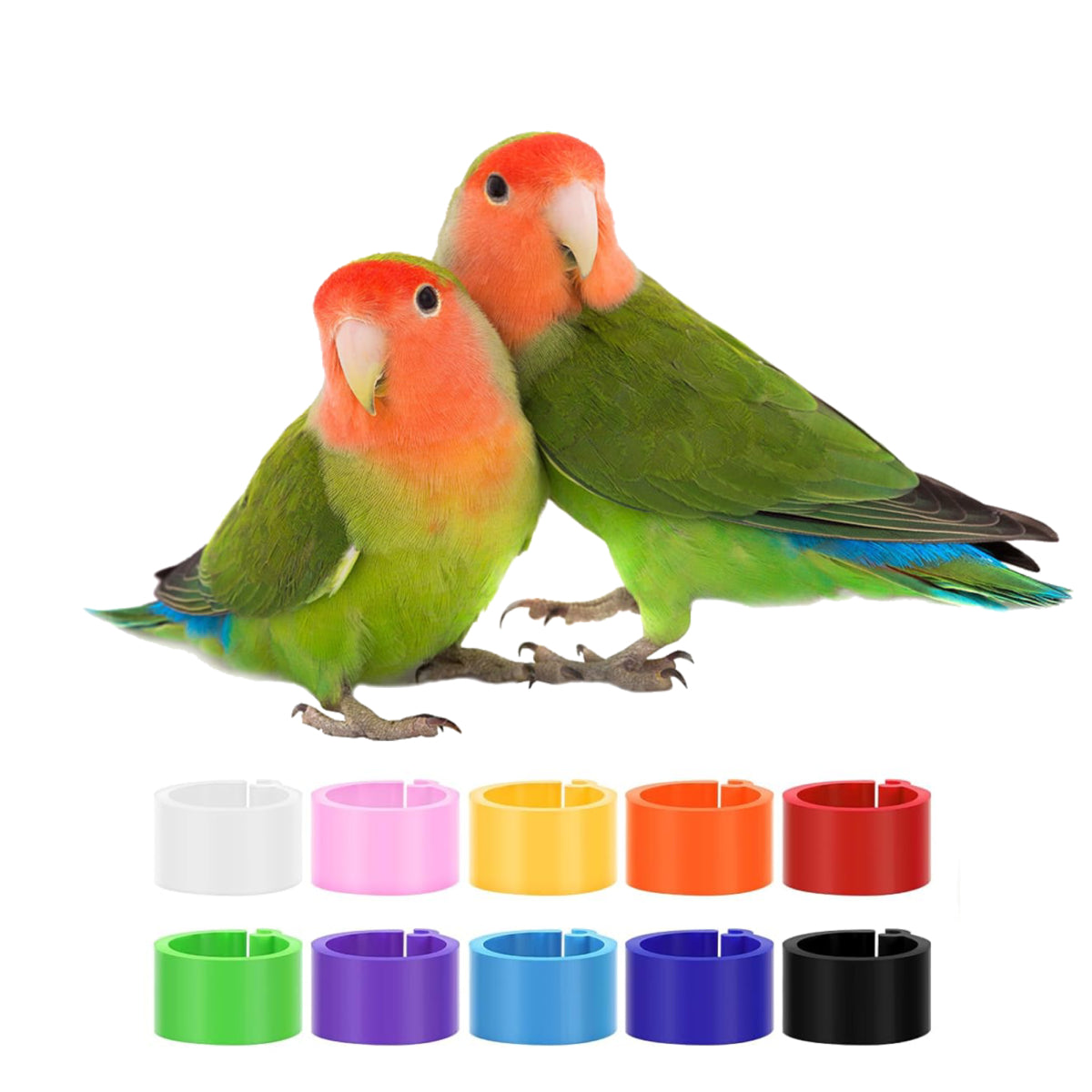 Lovebird Leg Bands
