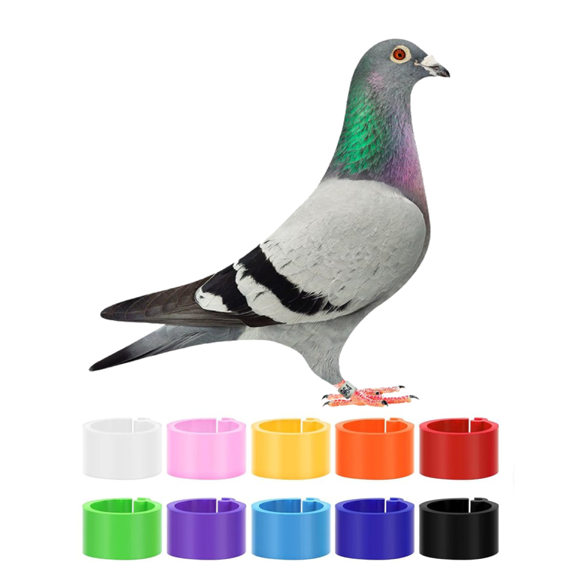 Pigeon Leg Bands